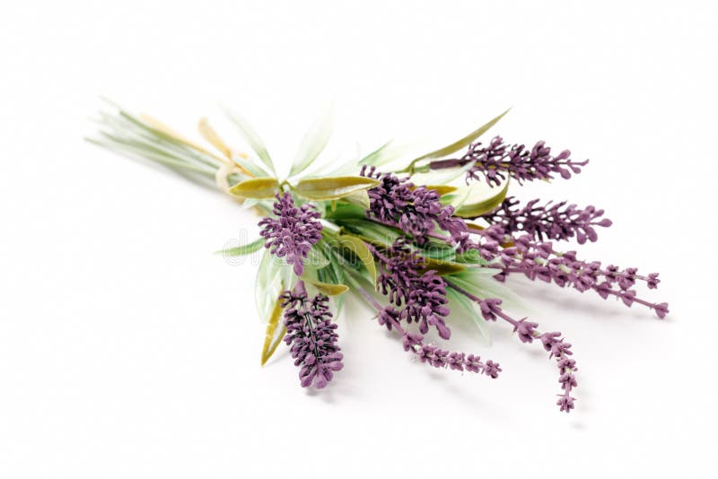 Fake Lavender stock image. Image of lavandula, health 24822939