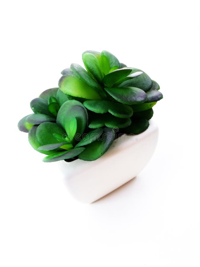 Fake Plant Whit Background Stock Photos Free & RoyaltyFree Stock