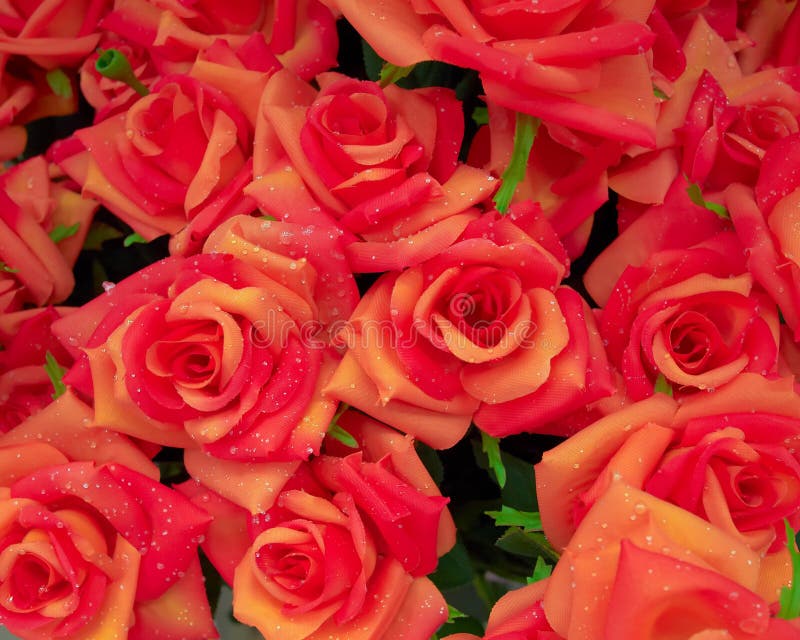 Fake roses bunch stock photo. Image of rose, orange, petals 22820798