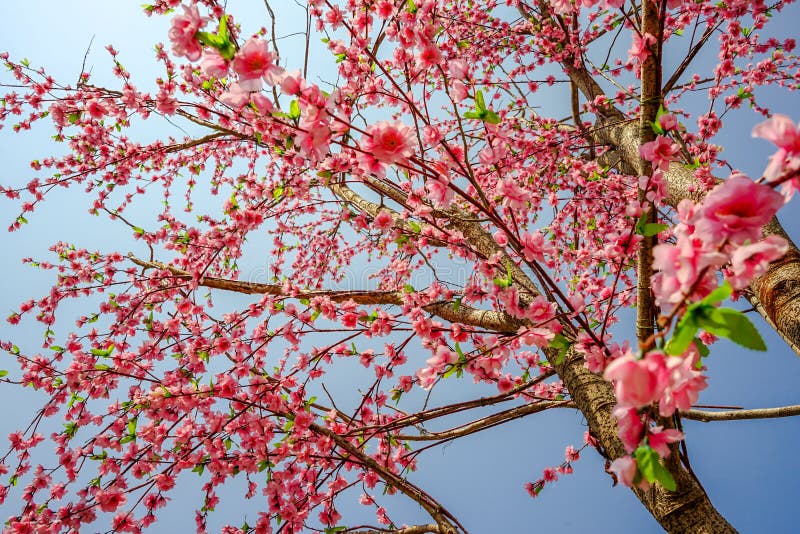 Fake Sakura Blossom on Dry Tree Stock Image Image of natural, prenus