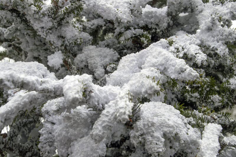 Fake Snow on a Christmas Tree at Amsterdam the Netherlands 2018 Stock
