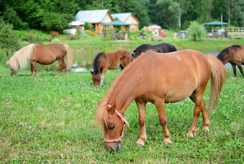 back in focus horse back in focus horse