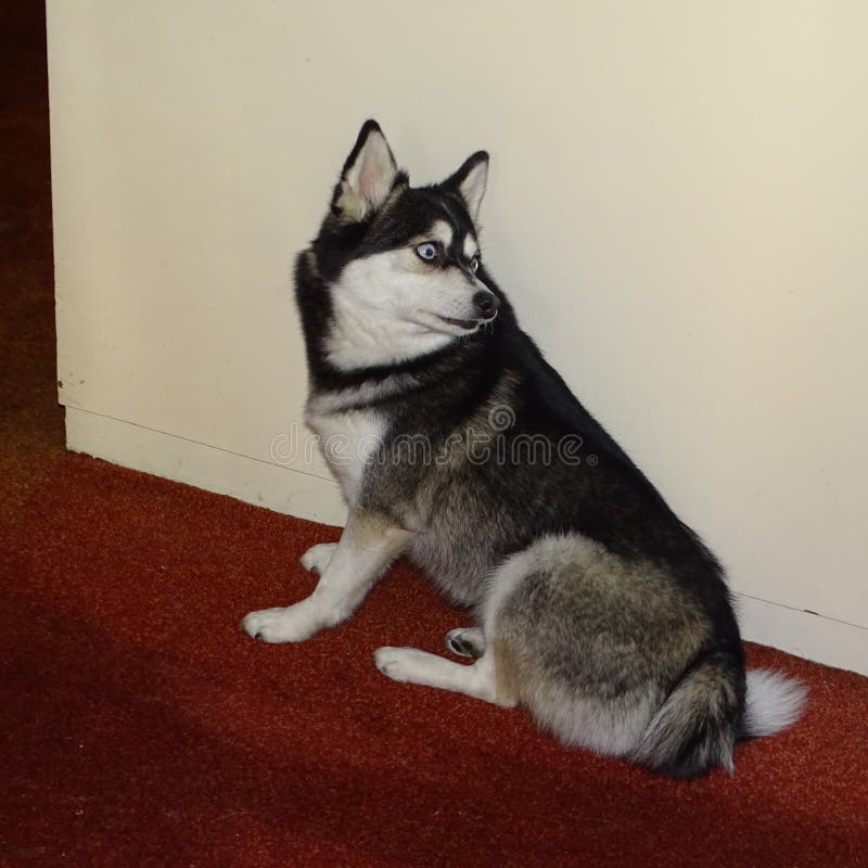 Alaskan Klee Kai Breed Dog Isolated on a Clean White Background Stock Photo  - Image of isolated, friend: 276835666