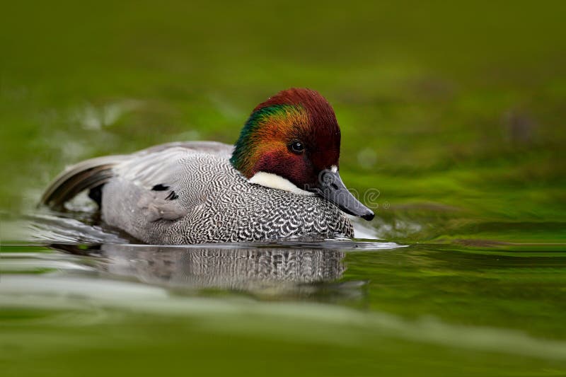 Falcated Teal or Falcated Duck, Mareca falcata, nice duck with rusty head, floating on dark green water surface. Splash water with