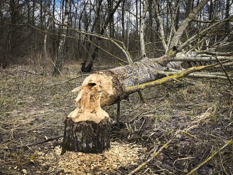 Tree gnawed by beavers near the river. Close up. Tree gnawed by beavers near the river. Close up.