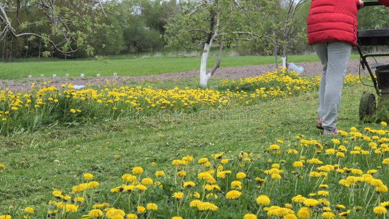 Falciatrice falciata un prato con tartarughe gialle 2022