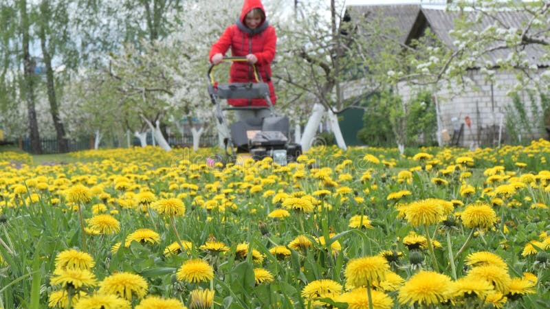 Falciatrice falciata un prato con tartarughe gialle 2022