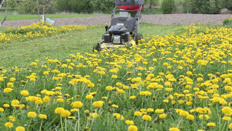 Falciatrice falciata un prato con tartarughe gialle 2022