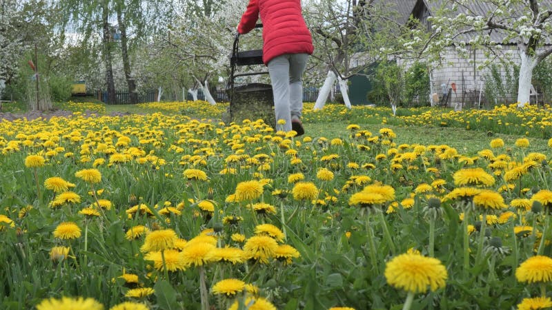 Falciatrice falciata un prato con tartarughe gialle 2022