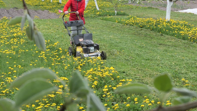 Falciatrice falciata un prato con tartarughe gialle 2022