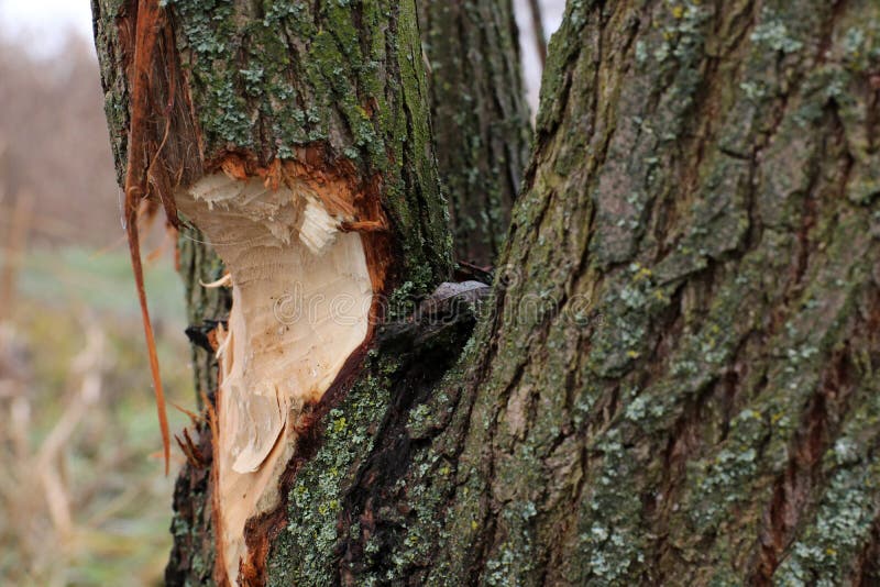 Tree gnawed by beavers. Damaged chewed tree with animals teeth marks near river. Tree gnawed by beavers. Damaged chewed tree with animals teeth marks near river