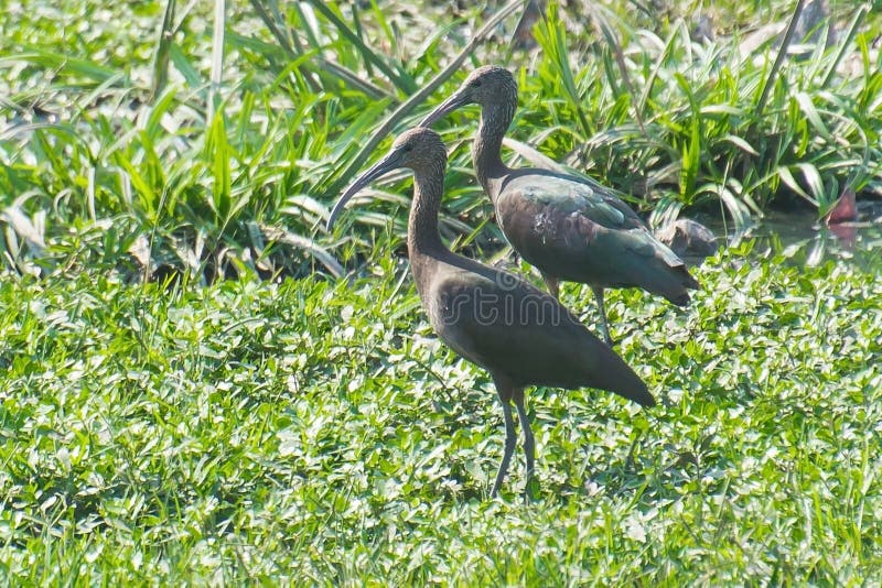 Falcinellus brillante de Ibis Plegadis fotografía de archivo Falcinellus brillante de Ibis Plegadis fotografía de archivo
