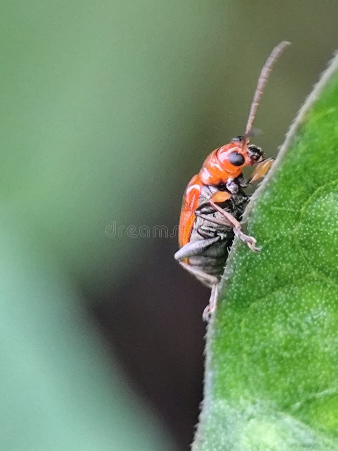 Falco arancione vibrante con accento nero sul bordo di una foglia verde. Chiusura dettagliata immagini stock