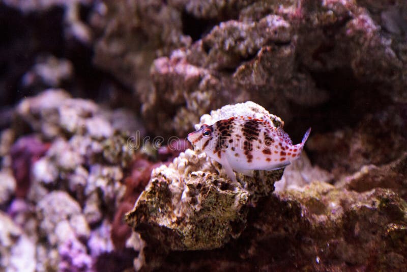 Falco de Cirrhitichthys de hawkfish de Falco photos libres de droits Falco de Cirrhitichthys de hawkfish de Falco photos libres de droits