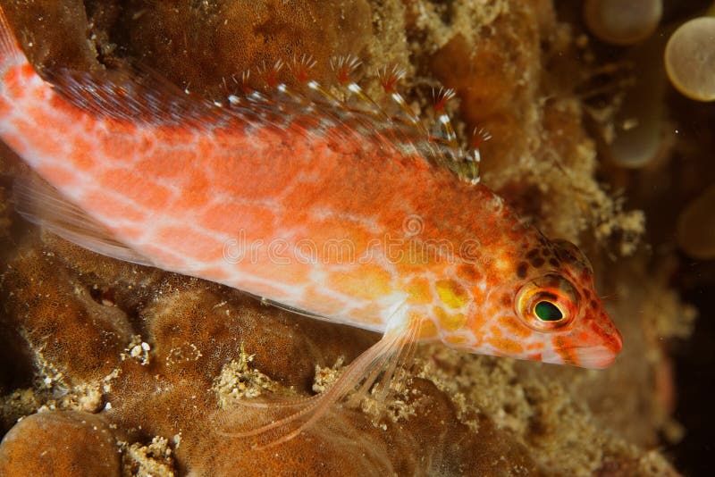 Falco de Cirrhitichthys - hawkfish nain photos libres de droits Falco de Cirrhitichthys - hawkfish nain photos libres de droits