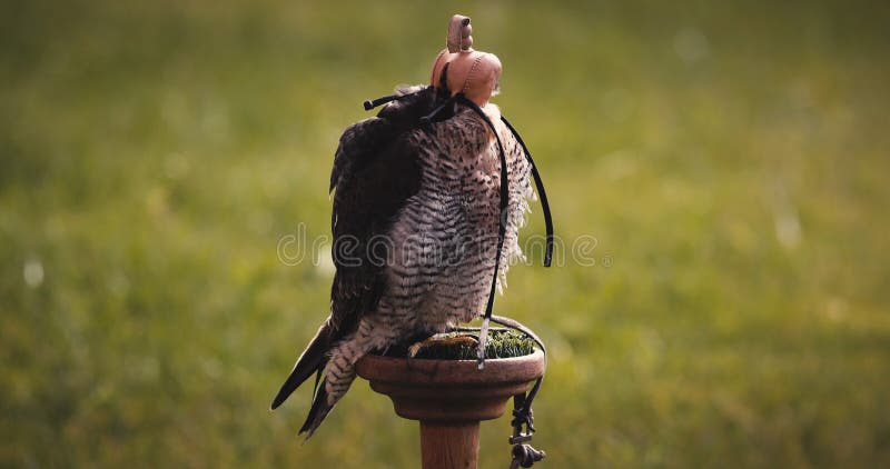 Falco di caccia con maschera di cuoio sugli occhi e la testa un predatore di fauna selvatica