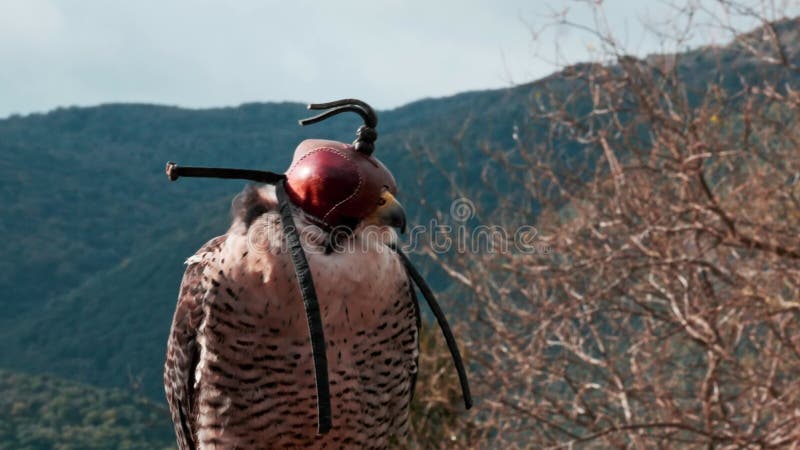 Falco di peregrina chiuso con fodera di cuoio