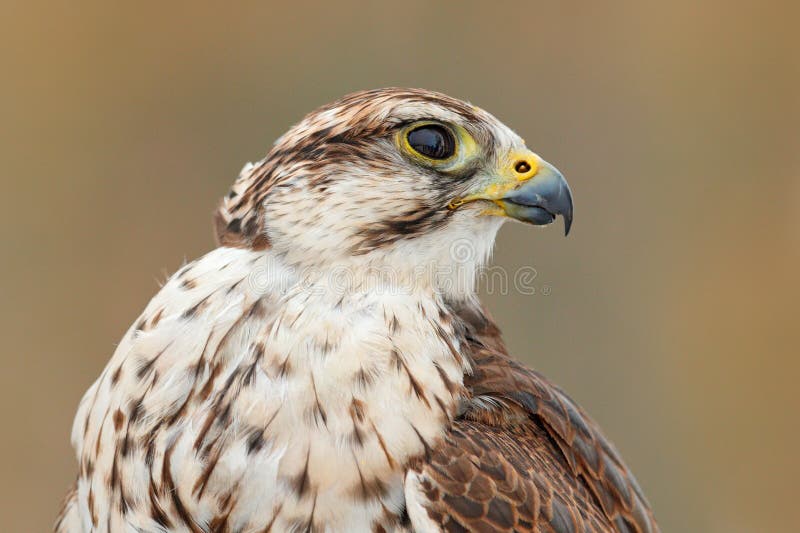Falco di Saker, cherrug di Falco, ritratto del dettaglio della rapace Uccello raro con la testa di bianco Foresta nell'inverno fr fotografia stock