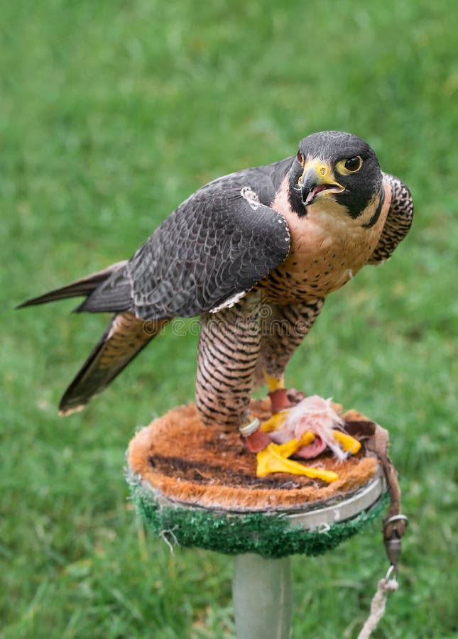 Falco di straniero sulla perchia fotografia stock libera da diritti Falco di straniero sulla perchia fotografia stock libera da diritti