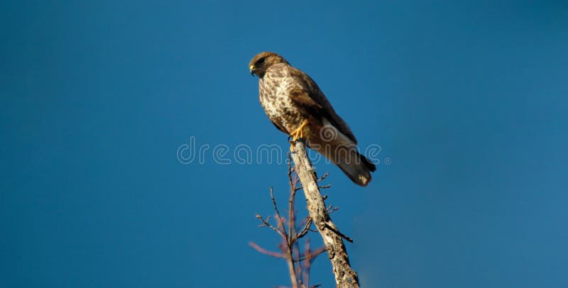 Falco för Lanner bergfalk biarmicus royaltyfria bilder Falco för Lanner bergfalk biarmicus royaltyfria bilder