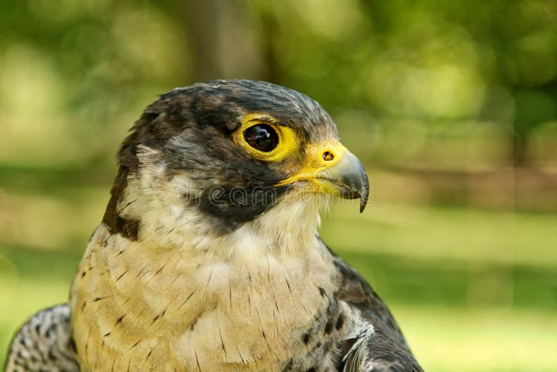 Falco för Peregrine falk peregrinus med suddig bakgrund arkivfoto Falco för Peregrine falk peregrinus med suddig bakgrund arkivfoto