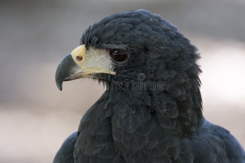 Falco nero fotografie stock Falco nero fotografie stock