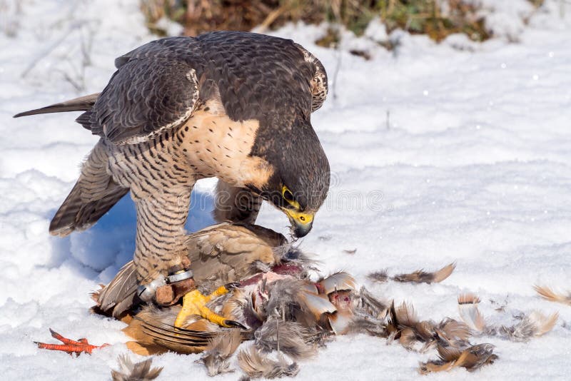 Falco Pellegrino Che Mangia La Sua Preda Della Pernice Fotografia Stock Immagine di pernice