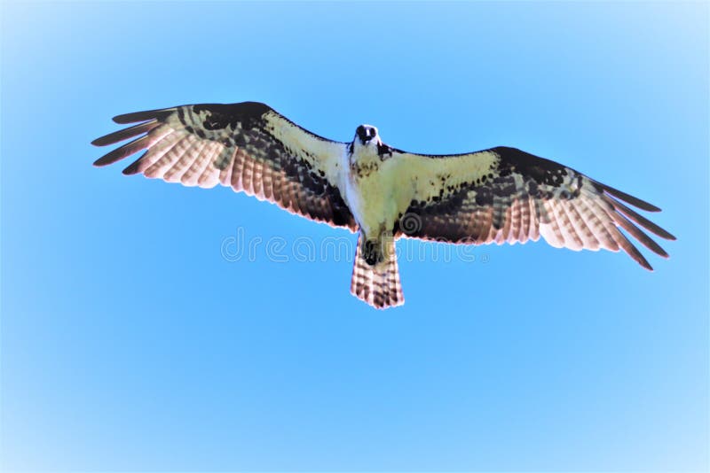 Falco pescatore di mamma in volo immagini stock Falco pescatore di mamma in volo immagini stock