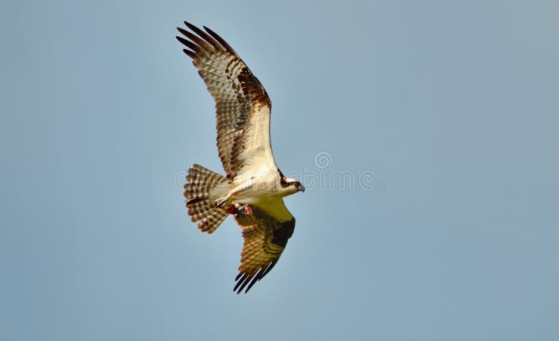 Falco pescatore in volo fotografie stock libere da diritti Falco pescatore in volo fotografie stock libere da diritti