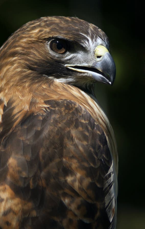 Falco Rosso-Munito (jamaicensis del Buteo) con il becco aperto