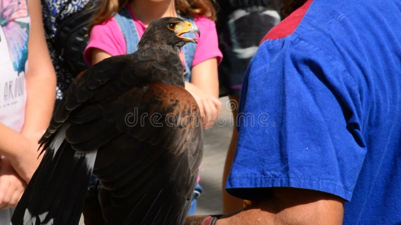 Falco sul braccio di un falconiere