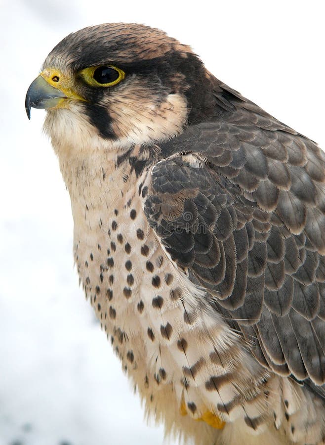 Falcon