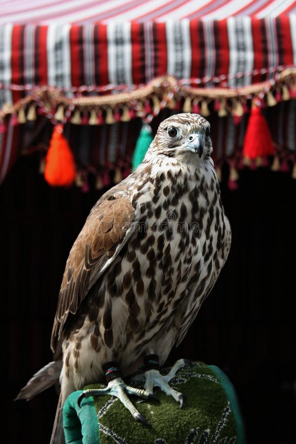 Falcon stock image