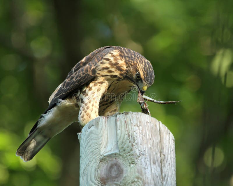 Falcon Eating a Frog stock photo. Image of immature, meal 25900838