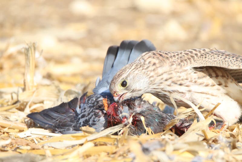 A Falcon Eats a Pigeon it Caught in the Field Stock Photo - Image of
