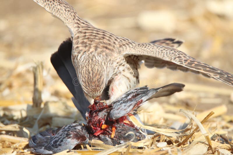 A Falcon Eats a Pigeon it Caught in the Field Stock Image - Image of