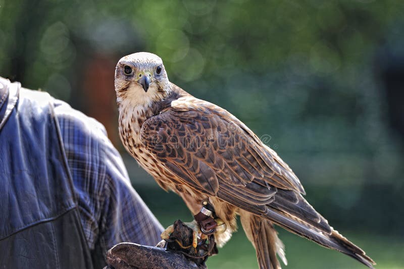 Falcon,falco cherrug .