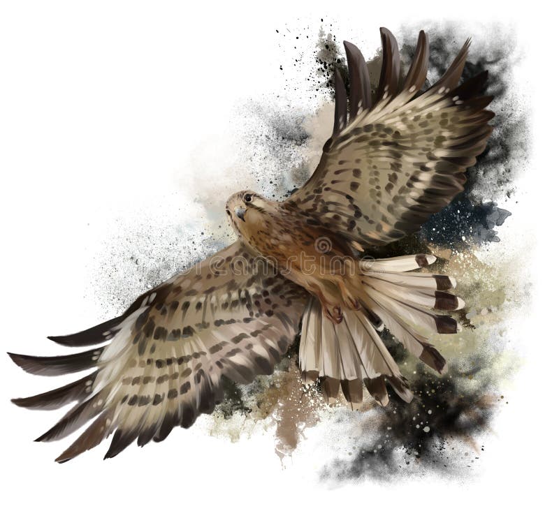 Falcon Feathers Stock Illustrations 866 Falcon Feathers