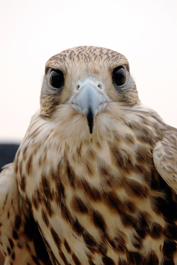 Falcon Head