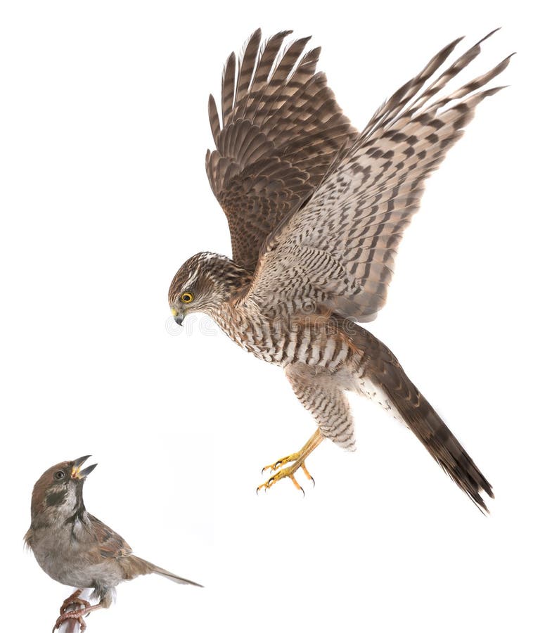 Falcon hunts a sparrow