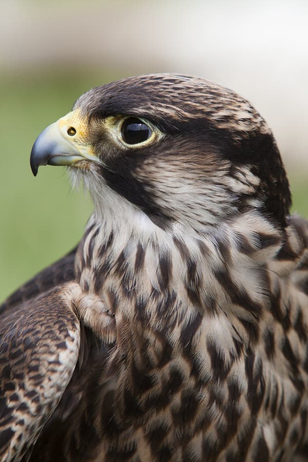 Falcon profile
