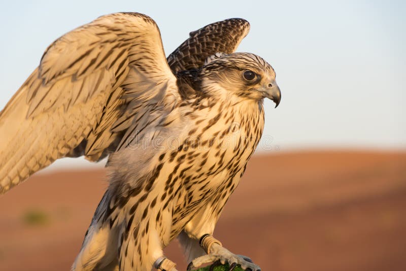 Falcon in the desert of Abu Dhabi, UAE, closeup of falcon bird or bird of prey