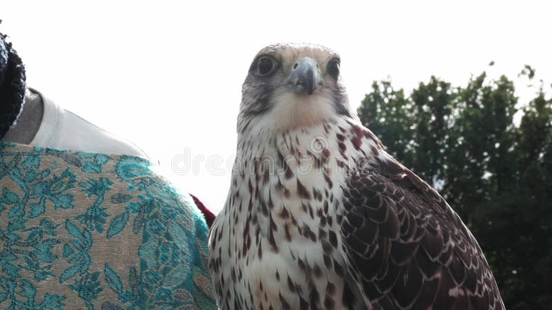 Falcone e falconiere durante la formazione di falchi