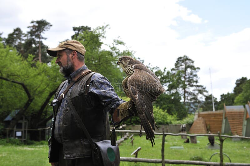 Falconer with Falcon,falco cherrug .