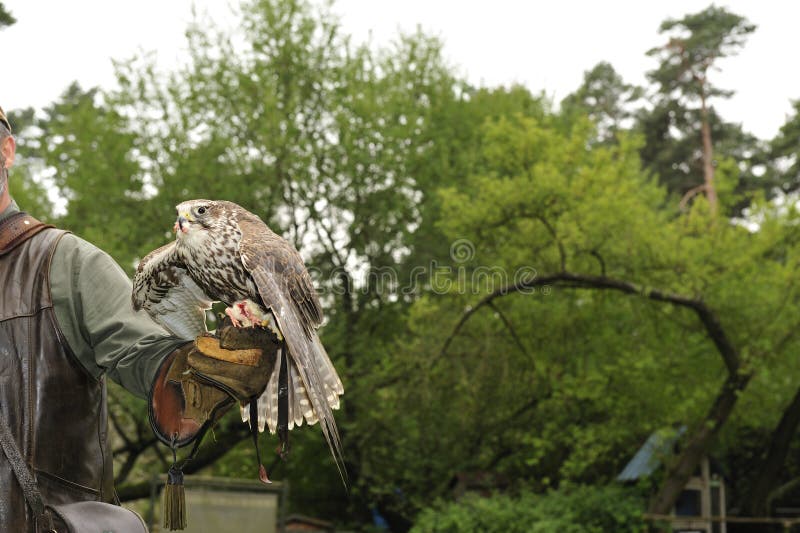 Falconer with Falcon,falco cherrug .