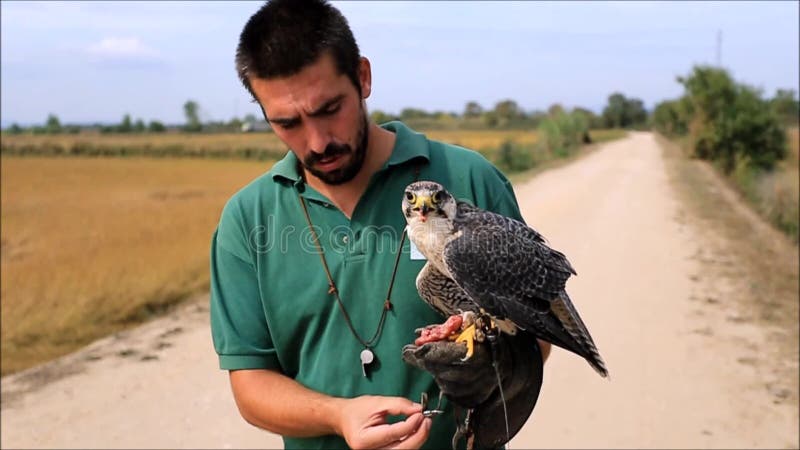 Falconiere e Peregrine Falcon