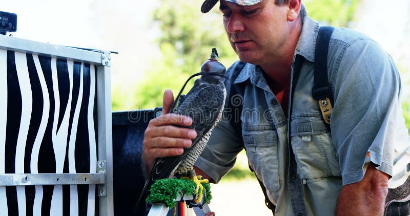 Falconiere maschio che segna falco incappucciato