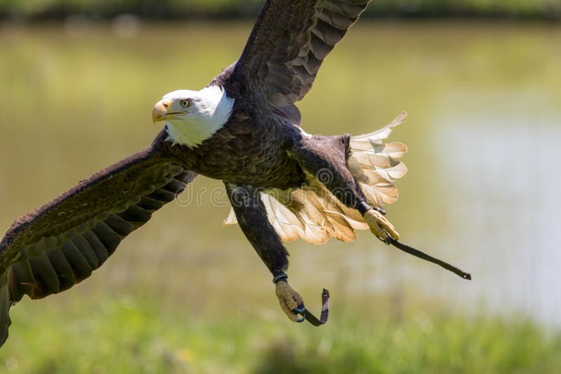 Falconry Американский белоголовый орлан на летящей птице дисплея добычи стоковые изображения Falconry Американский белоголовый орлан на летящей птице дисплея добычи стоковые изображения