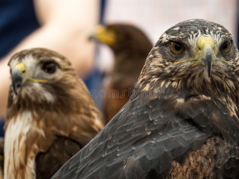Falconry в Trasmoz, Сарагосе, Испании стоковые фотографии rf Falconry в Trasmoz, Сарагосе, Испании стоковые фотографии rf