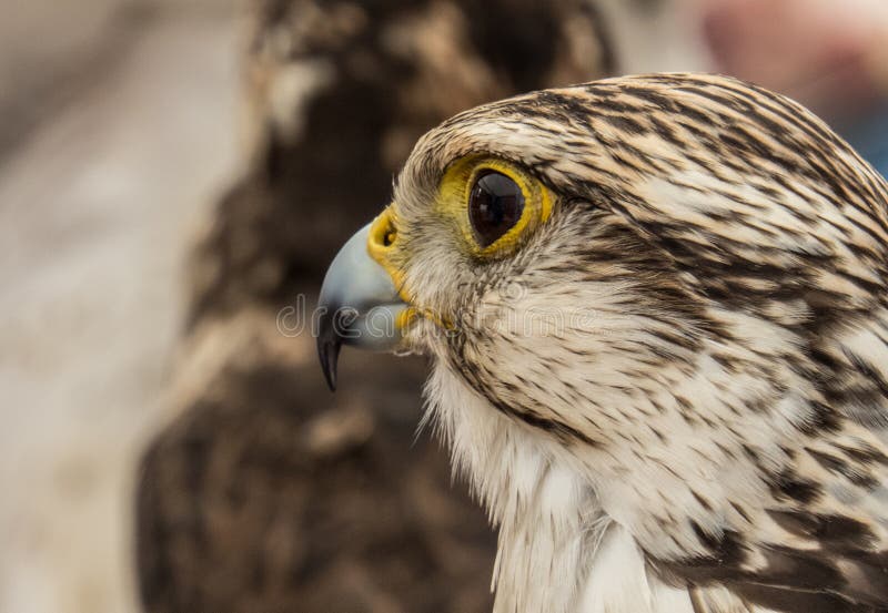 Falconry в Trasmoz, Сарагосе, Испании стоковые фото Falconry в Trasmoz, Сарагосе, Испании стоковые фото